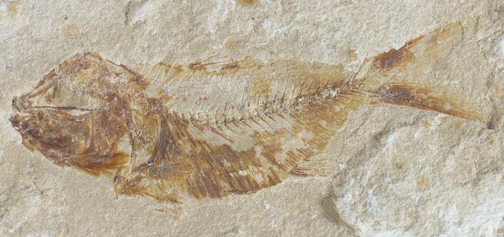 Bargain, Cretaceous Fossil Fish - Lebanon #53927